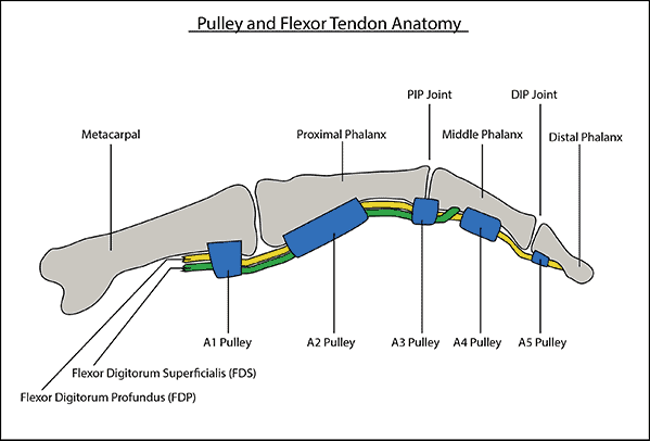 Pulley and Flexor Tendon Anatomy tension climbing colorado